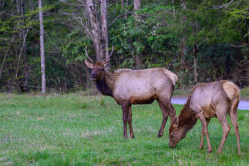 Obraz na płótnie Canvas Elk Buck and Doe in the Smoky Mountains