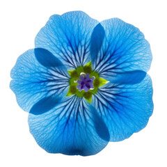 blue anemone flower isolated on transparent background cutout