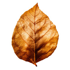 dry leaf isolated on transparent background cutout