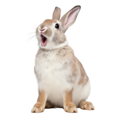 rabbit isolated on transparent background cutout