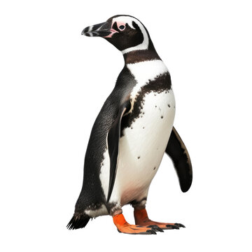 penguin isolated on transparent background cutout