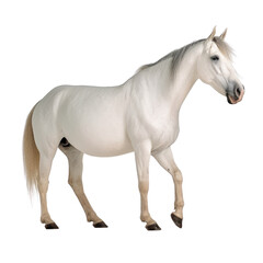 Obraz premium white horse isolated on transparent background cutout