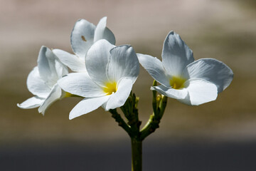 Fototapeta na wymiar Frangipani flowers isolated