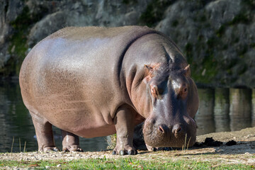 Fototapeta na wymiar white rhino portrait while eating