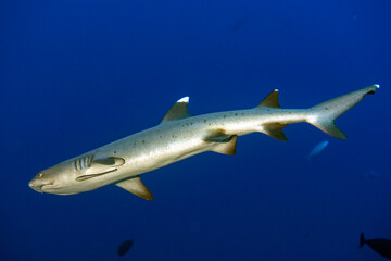 Fototapeta na wymiar white tip reef shark ready to attack underwater
