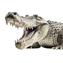 Obraz premium crocodile isolated on transparent background cutout