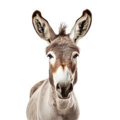 portrait of a donkey isolated on transparent background cutout