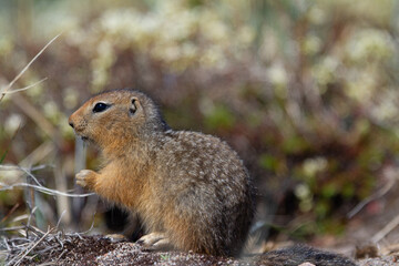 Naklejka na ściany i meble Ground squirrel, also known as Richardson ground squirrel or siksik in Inuktitut scavenging on arctic tundra, Arviat, Nunavut, Canada