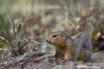 Ground squirrel, also known as Richardson ground squirrel or siksik in Inuktitut found hiding in arctic grass, Arviat, Nunavut, Canada