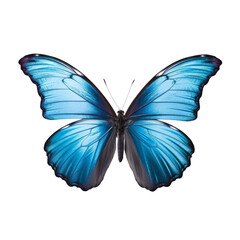Obraz na płótnie Canvas blue butterfly isolated on transparent background cutout