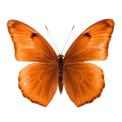 orange butterfly isolated on transparent background cutout