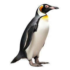 Fototapeta premium penguin isolated on transparent background cutout