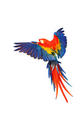 Obraz premium Scarlet macaw parrot flying isolated on transparent background png file
