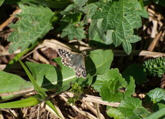 Butterfly Grizzled Skipper (Pyrgus malvae) on a green leaf on a May morning. Moscow region