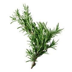 rosemary isolated on transparent background cutout
