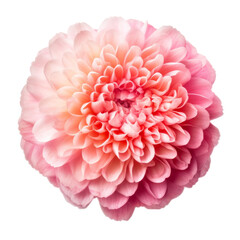 pink dahlia flower isolated on transparent background cutout