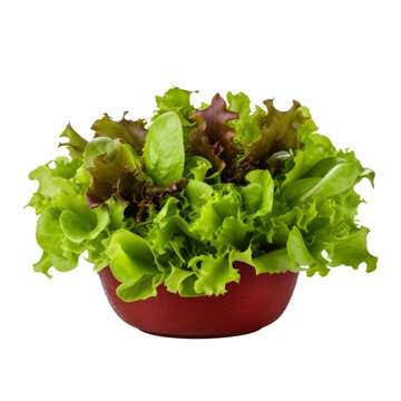 lettuce in a bowl isolated on transparent background cutout