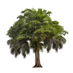 tree isolated on transparent background cutout