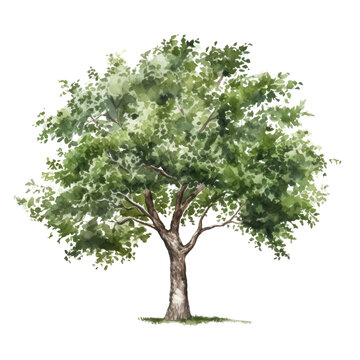 watercolor tree isolated on transparent background cutout