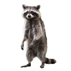 Foto op Canvas raccoon isolated on background. © Tony A