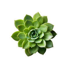 Succulent cactus isolated on white background created with Generative AI