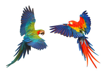 Colorful flying parrot isolated on transparent background png file