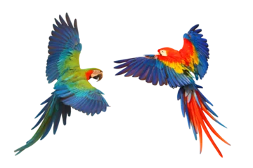 Dekokissen Colorful flying parrot isolated on transparent background png file © Passakorn