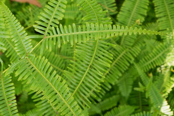selective focus to green fern leaves. soft focus