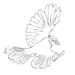 Outline drawn flying bird. Beautiful mockingjay. concept of freedom, peace, unity. Modern vector llustration isolated on white. For Gift Card, postcard, stickers, fabric, t-shirt, posters, gifts