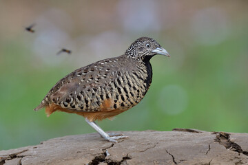 brown bird with white black chest expose on dirt hill against fly bees, female barred buttonquail