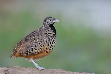 charming brown bird straight standing on dirt hill against blue green background