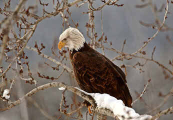 Bald Eagle perched in tree