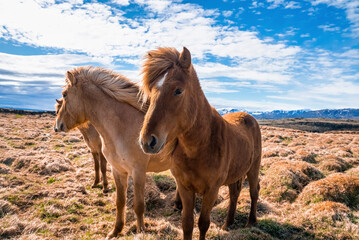 Close-up of Icelandic horses standing on grassy field on mountain against blue sky - Powered by Adobe