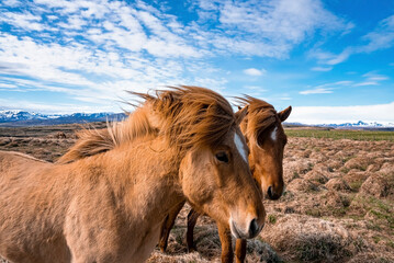 Fototapeta na wymiar Icelandic horses standing on grassy field against blue sky