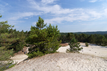 Fototapeta na wymiar White sand of the Mont Blanc hill in Fontainebleau forest