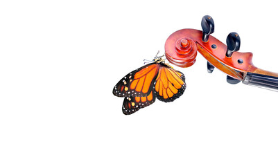 Violin fretboard. Melody concept. Bright orange monarch butterfly on violin neck isolated on white. Music concept. © Oleksii