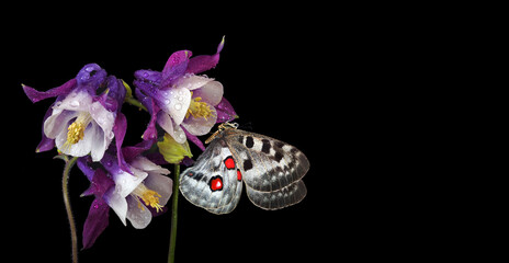 Bright apollo butterfly on colorful purple flowers in drops of water isolated on black. Delphinium...