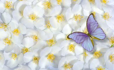 natural pastel background. lilac tropical morpho butterfly on jasmine flowers