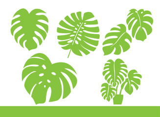 Set of green monstera tropical set is isolated vector