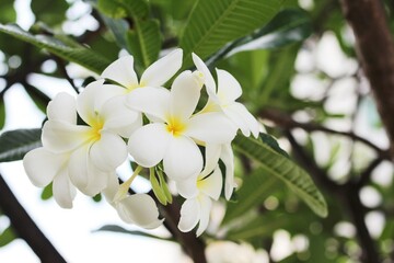 Beautiful frangipani or plumeria flowers with green leaf on tree in the garden.