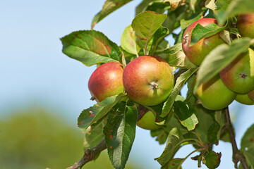 Space, agriculture and farm with apple on tree for sustainability, ecology and growth. Plants,...