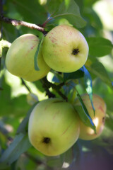 Nature, agriculture and plant with apple on tree for sustainability, health and growth. Farm, environment and nutrition with ripe fruit on branch for harvesting, farming and horticulture