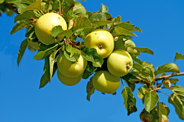 Nature, agriculture and blue sky with apple on tree for sustainability, health and growth. Plants,...