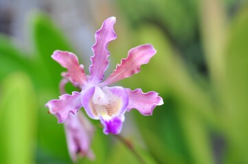 marco pink orchid flower on blooming plant on blurred background.Selective focus