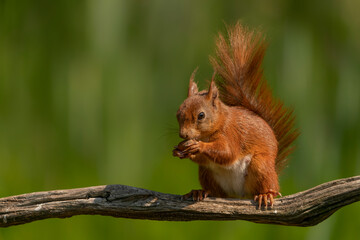 Hungry red squirrel (Sciurus vulgaris) eating a nut on a branch. Overijssel in the Netherlands.                                                                                    