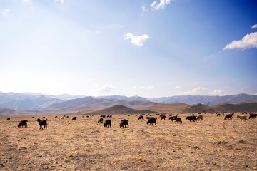 A herd of goats in the vast expanses