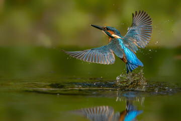 Common European Kingfisher (Alcedo atthis) hunting for food. Kingfisher flying away after diving for fish in the forest in the Netherlands.          
