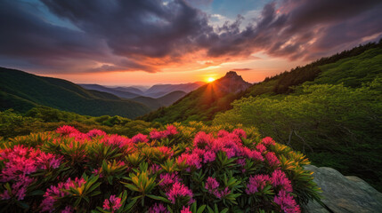 Blue Ridge Parkway Mountains Sunset over Spring Rhododendron Flowers