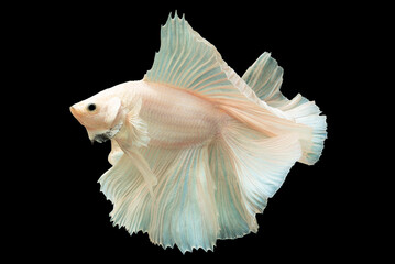 Obraz premium Soft pink accents beautifully complement the pristine white color of the betta fish creating a harmonious and visually appealing contrast, Multi color fish.