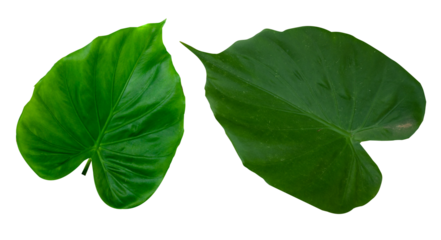 green leaf PNG transparent